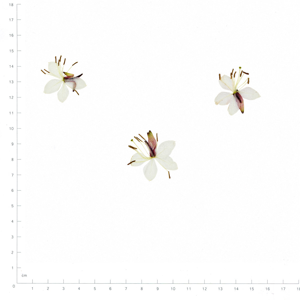 Pressed Flower Gaura, White beside a 180 mm ruler
