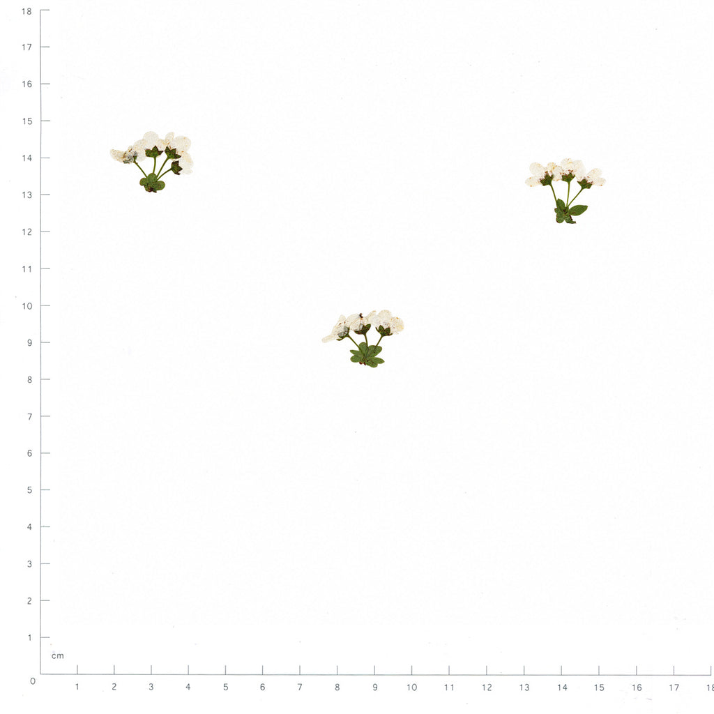 Pressed Flower Spirea, White beside a 180 mm ruler