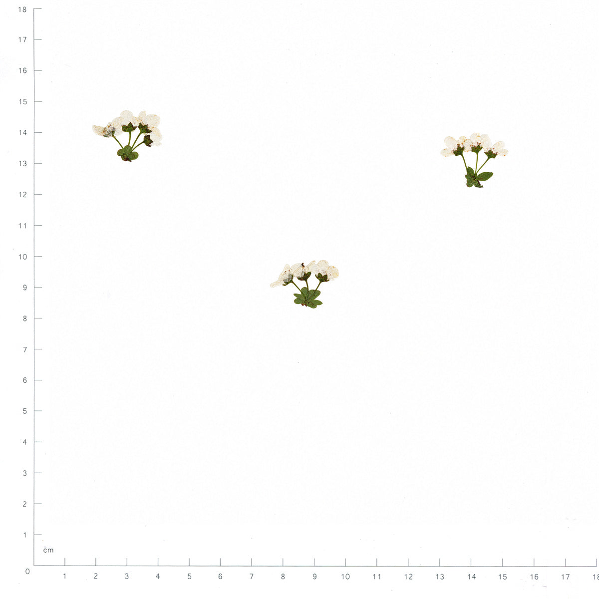 Pressed Flower Spirea, White beside a 180 mm ruler