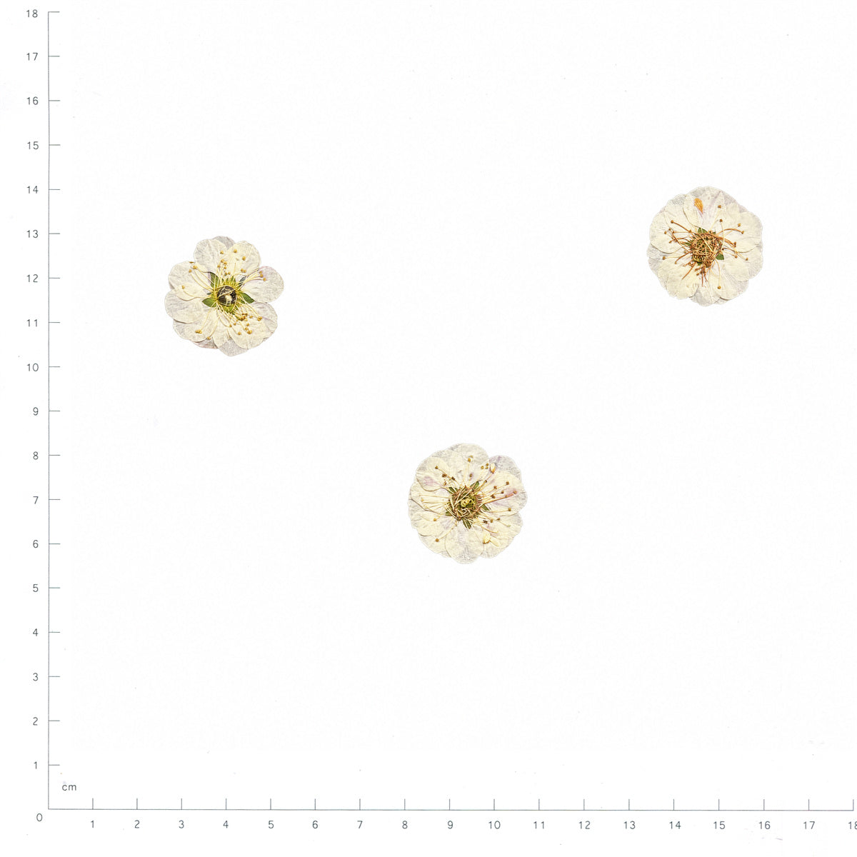 Pressed Flower Plum Blossom, White beside a 180 mm ruler