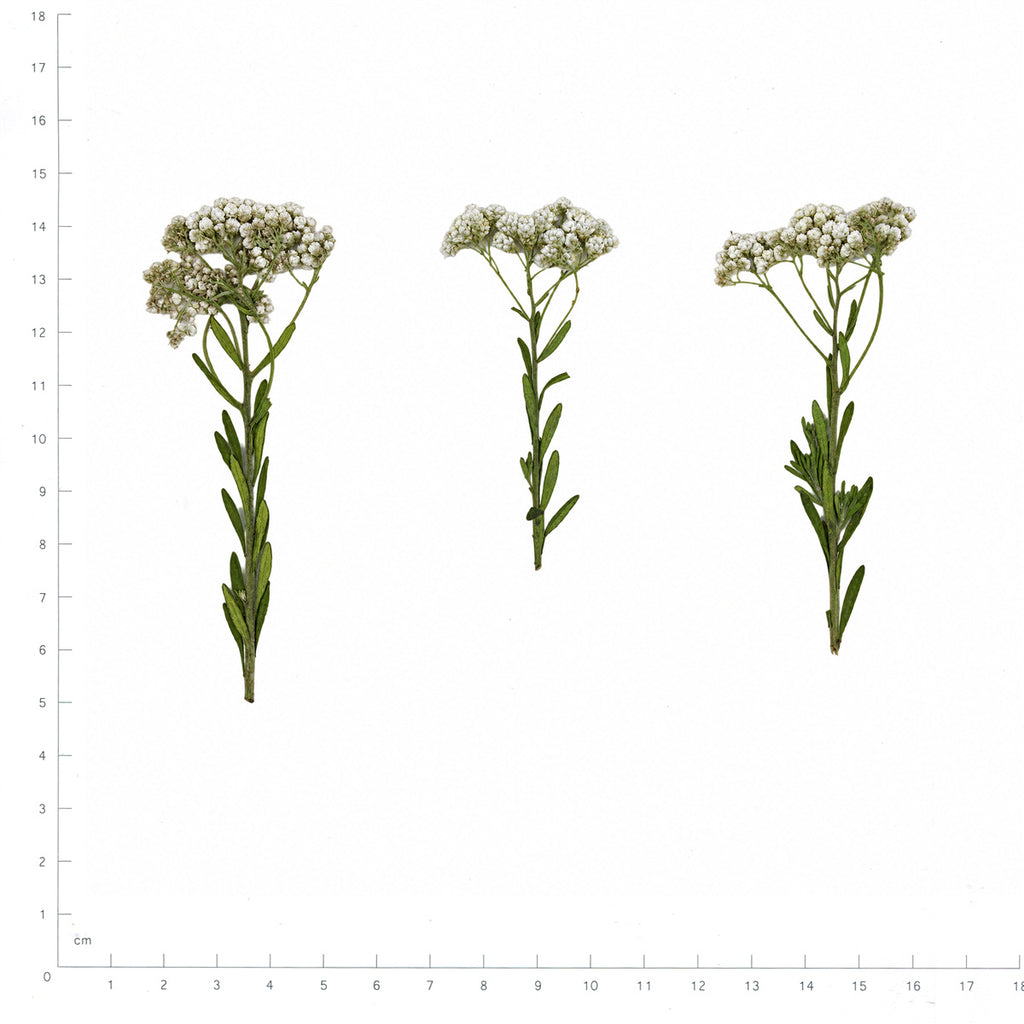 Pressed Rice Flower, White beside a 180 mm ruler