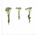 Pressed Rice Flower, White beside a 180 mm ruler