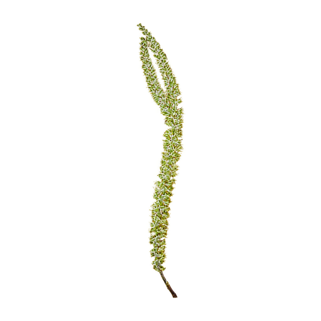 A pressed Willow stem in white with its natural shape and texture
