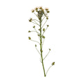 A pressed Sweet Alyssum stem in white with its natural shape and texture