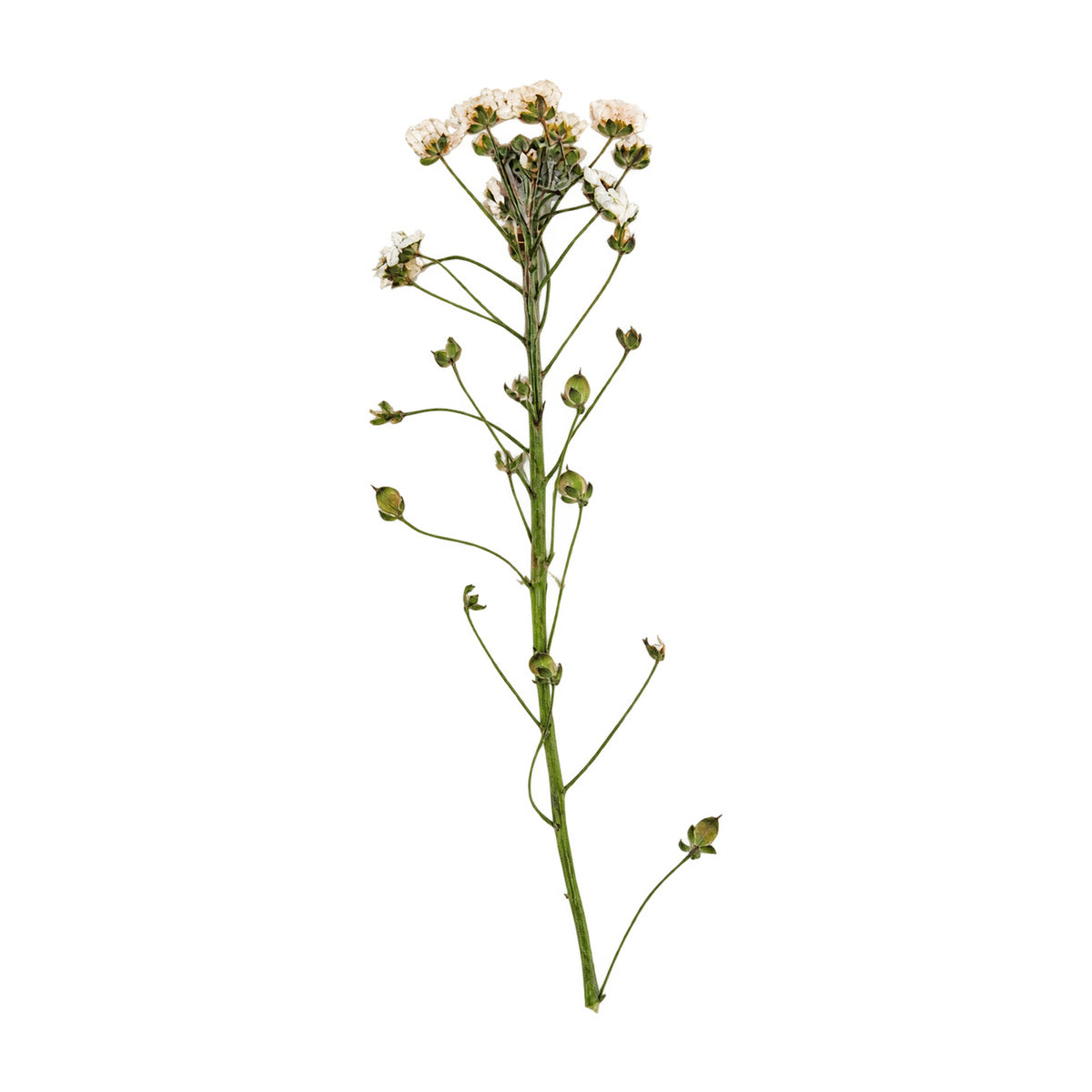 A pressed Sweet Alyssum stem in white with its natural shape and texture