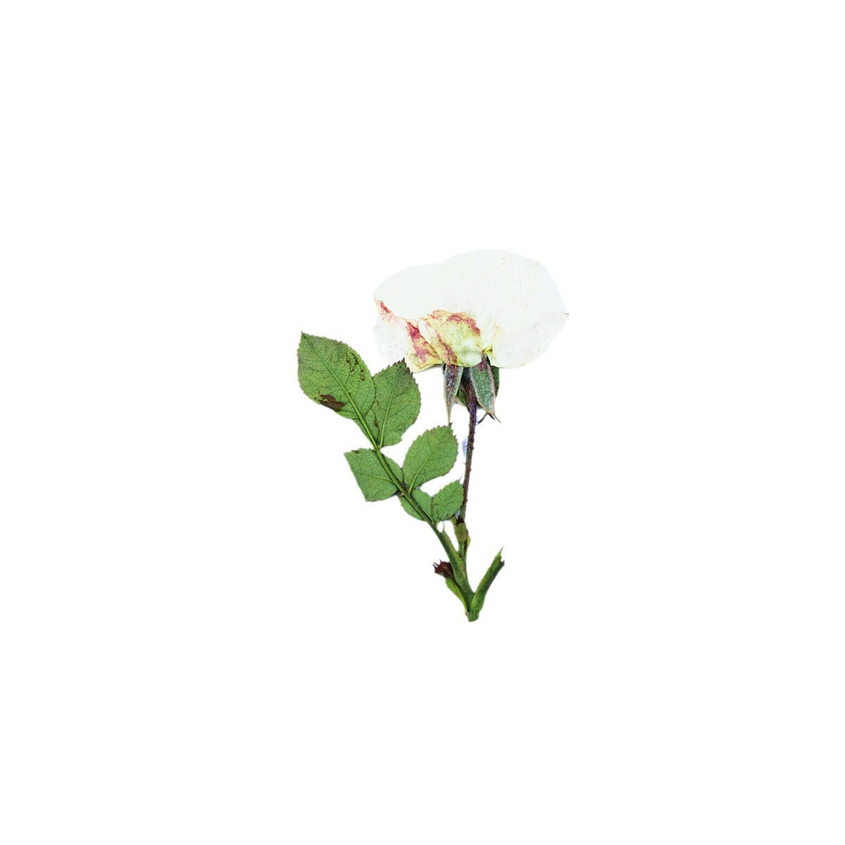 A pressed Rose stem in white with its natural shape and texture