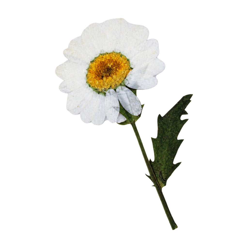 A pressed Daisy stem in white with its natural shape and texture