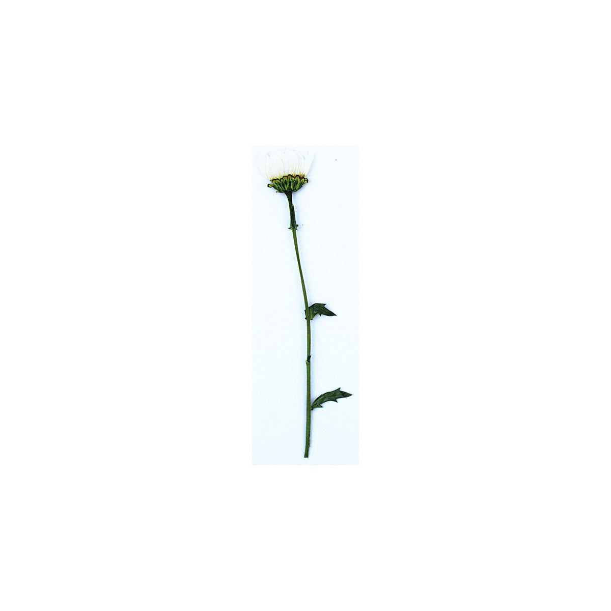 A pressed Daisy stem in white with its natural shape and texture