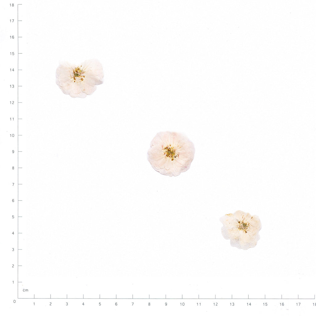 Pressed Rose specimens in white with their natural shape and texture