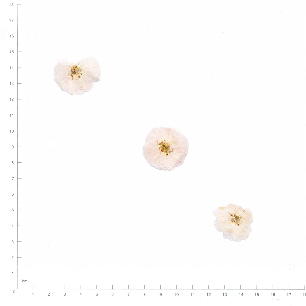 Pressed Rose specimens in white with their natural shape and texture