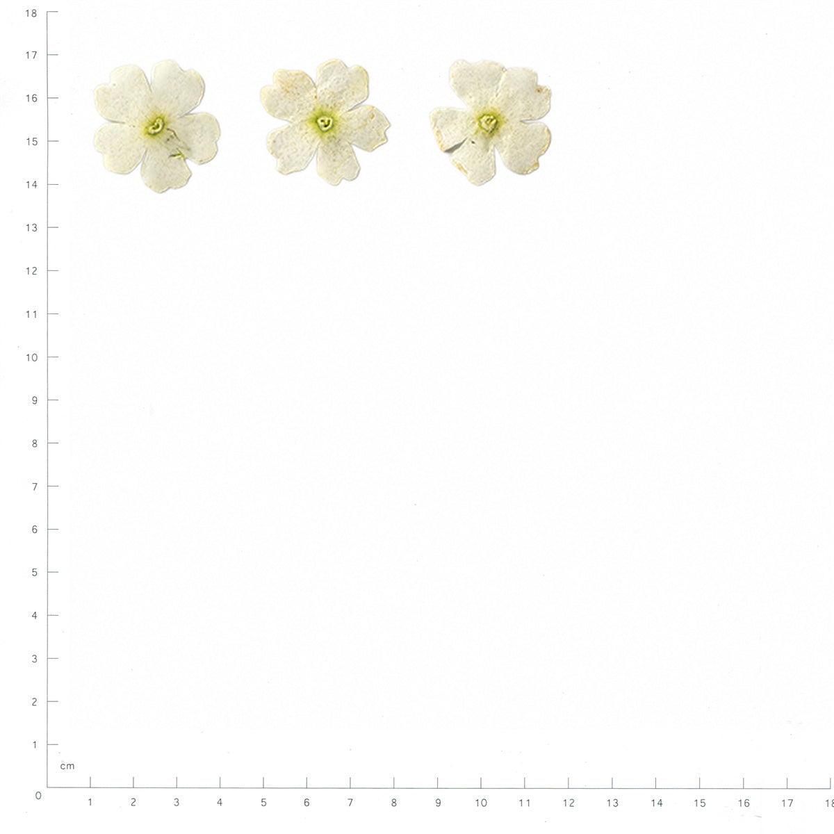 Pressed Verbena specimens in white with their natural shape and texture
