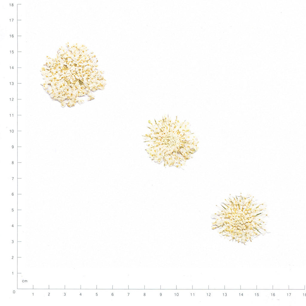 Pressed Blue Lace Flower specimens in white with their natural shape and texture