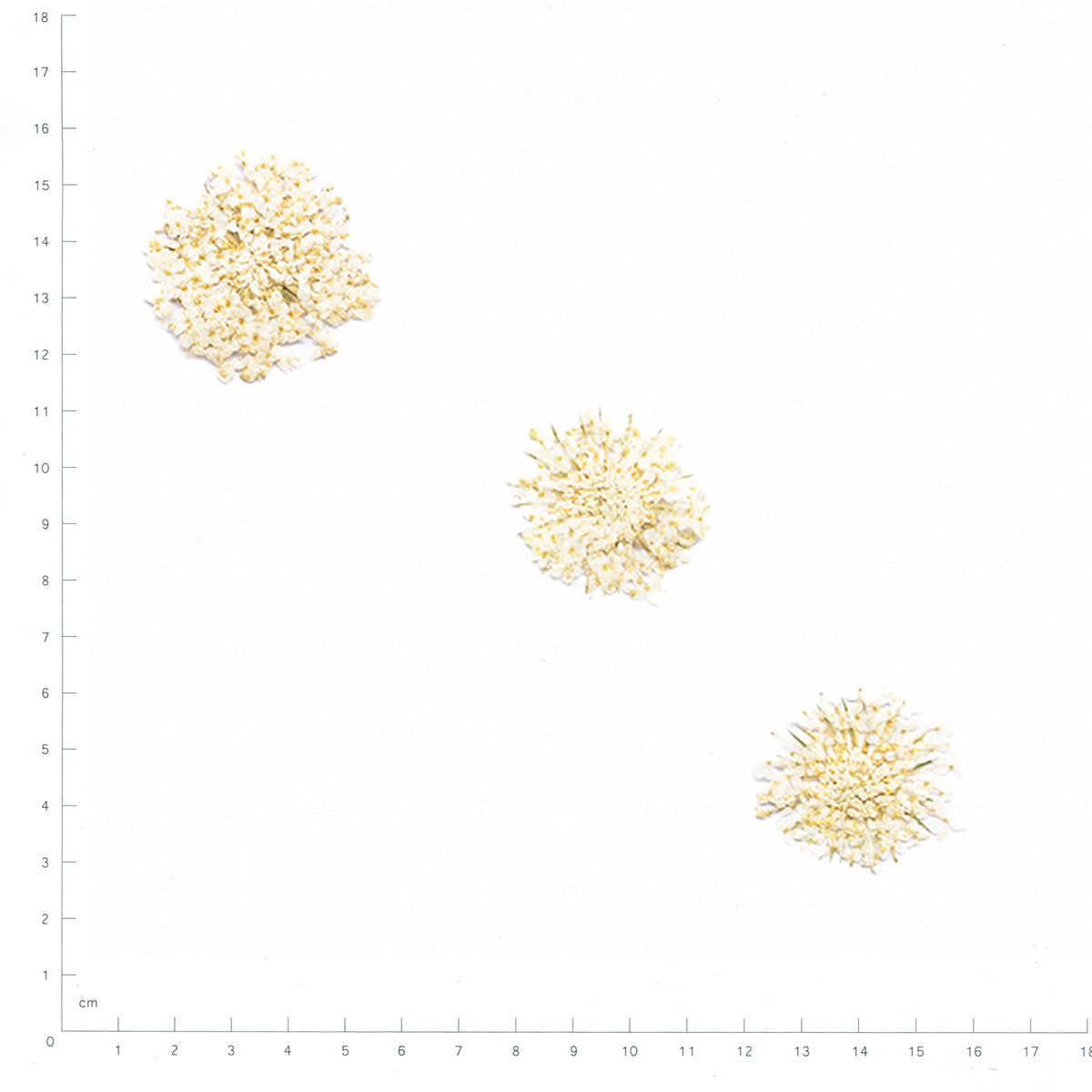 Pressed Blue Lace Flower specimens in white with their natural shape and texture