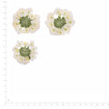 Pressed Verbena specimens in white with their natural shape and texture