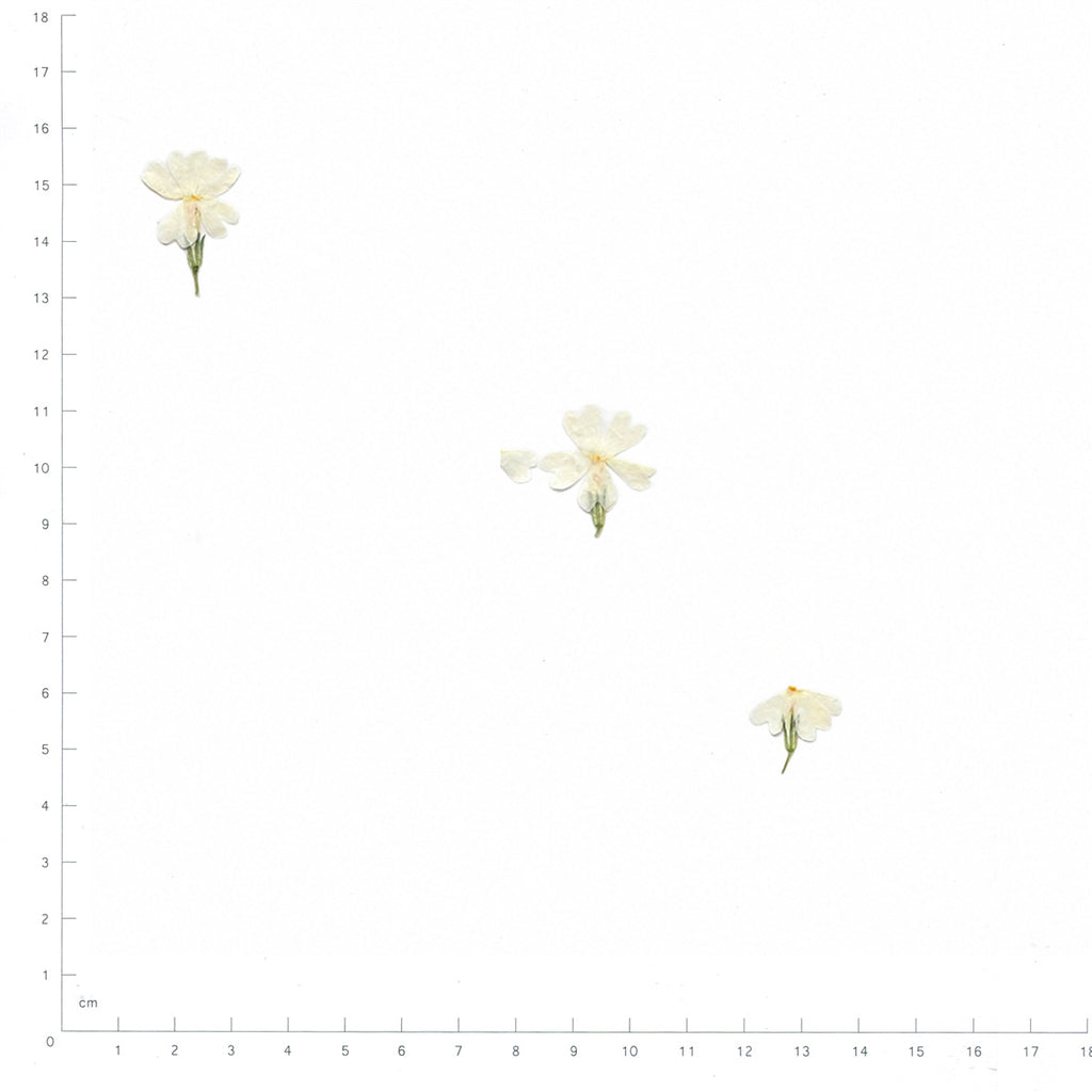 Pressed Phlox specimens in white with their natural shape and texture