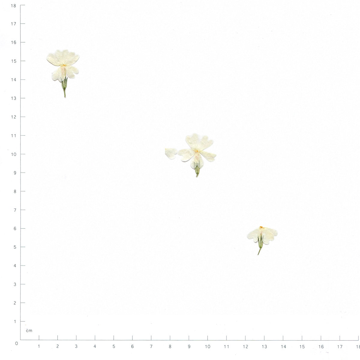 Pressed Phlox specimens in white with their natural shape and texture