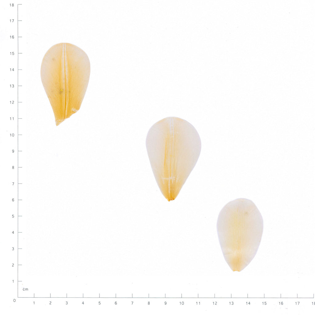 Pressed Tulip Petals specimens in white with their natural shape and texture