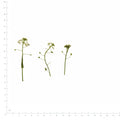 Pressed Shepherds Purse flowers with stems in white beside a metric ruler