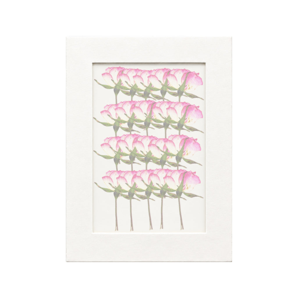 20 pressed Rose stems in white with magenta edge beneath translucent tracing paper
