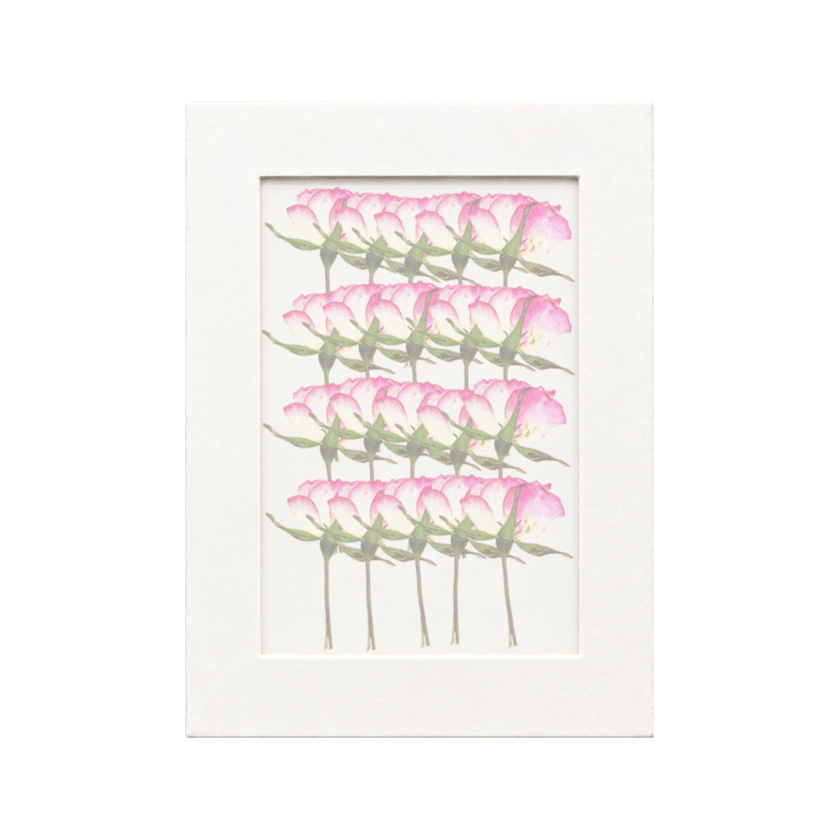 20 pressed Rose stems in white with magenta edge beneath translucent tracing paper