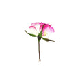 A pressed Rose stem in white with magenta edge with its natural shape and texture