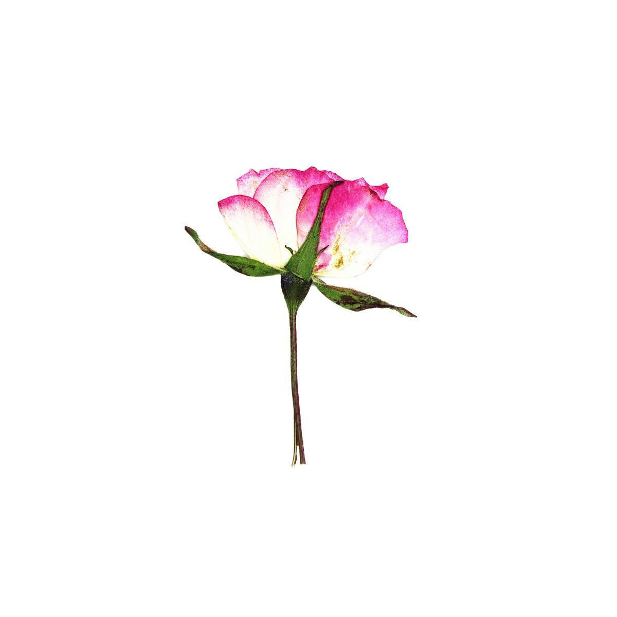 A pressed Rose stem in white with magenta edge with its natural shape and texture