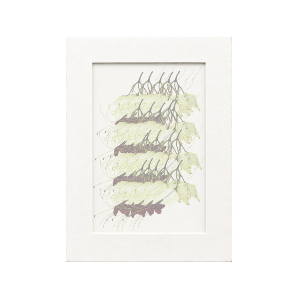 20 pressed Bleeding Heart Vine stems in white with red flowers beneath translucent tracing paper