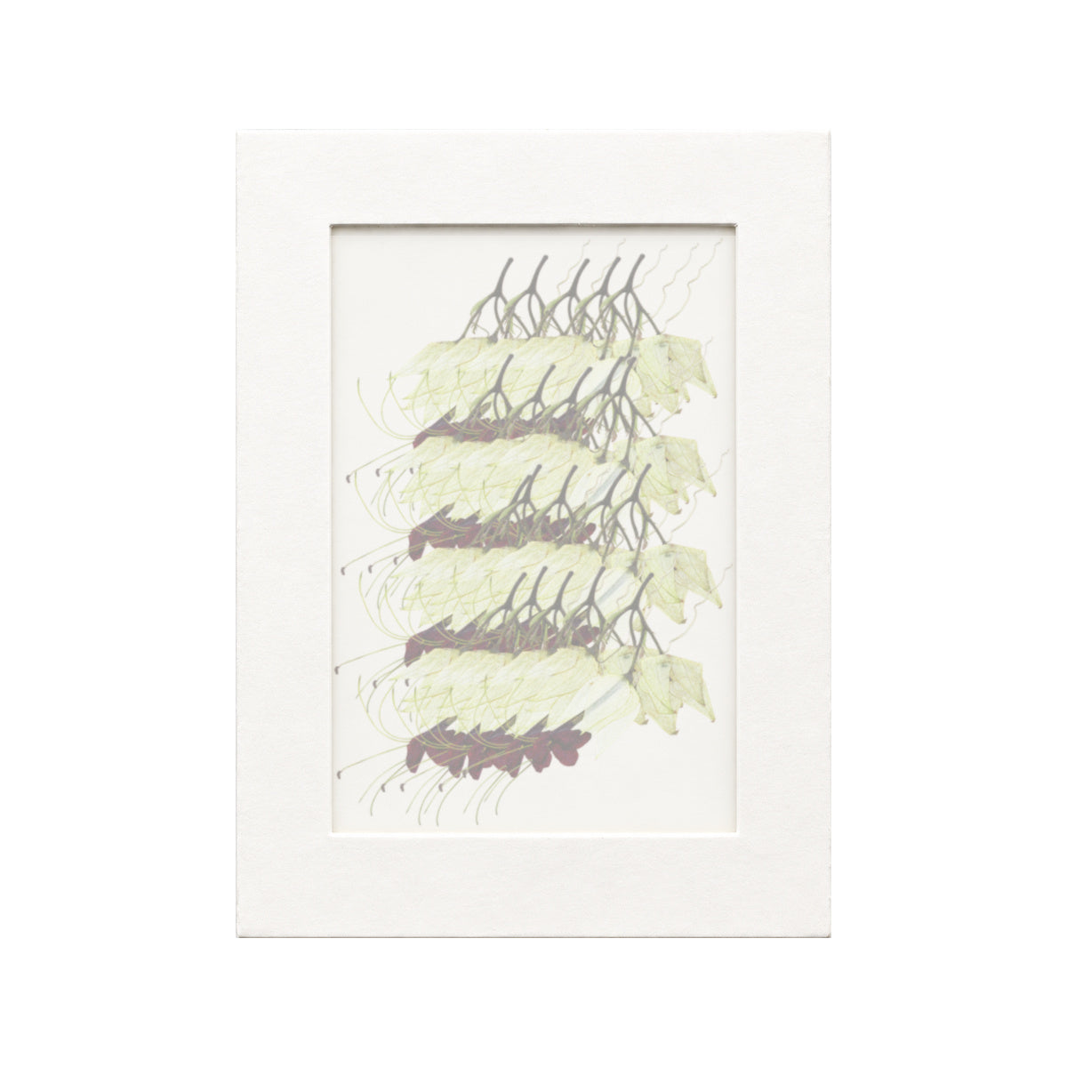 20 pressed Bleeding Heart Vine stems in white with red flowers beneath translucent tracing paper
