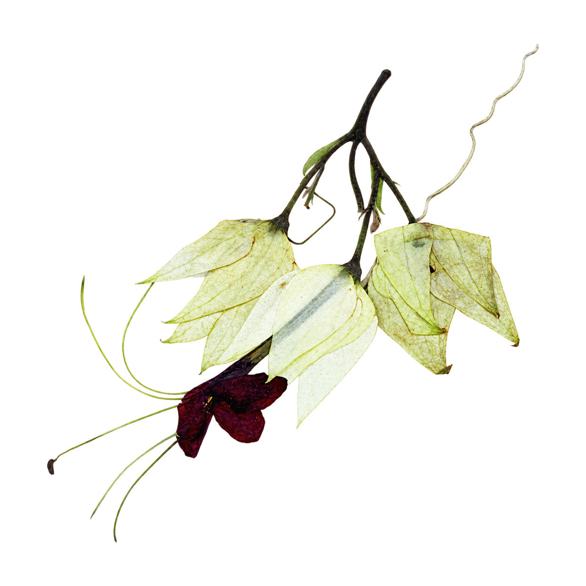 A pressed Bleeding Heart Vine stem in white with red flowers with its natural shape and texture