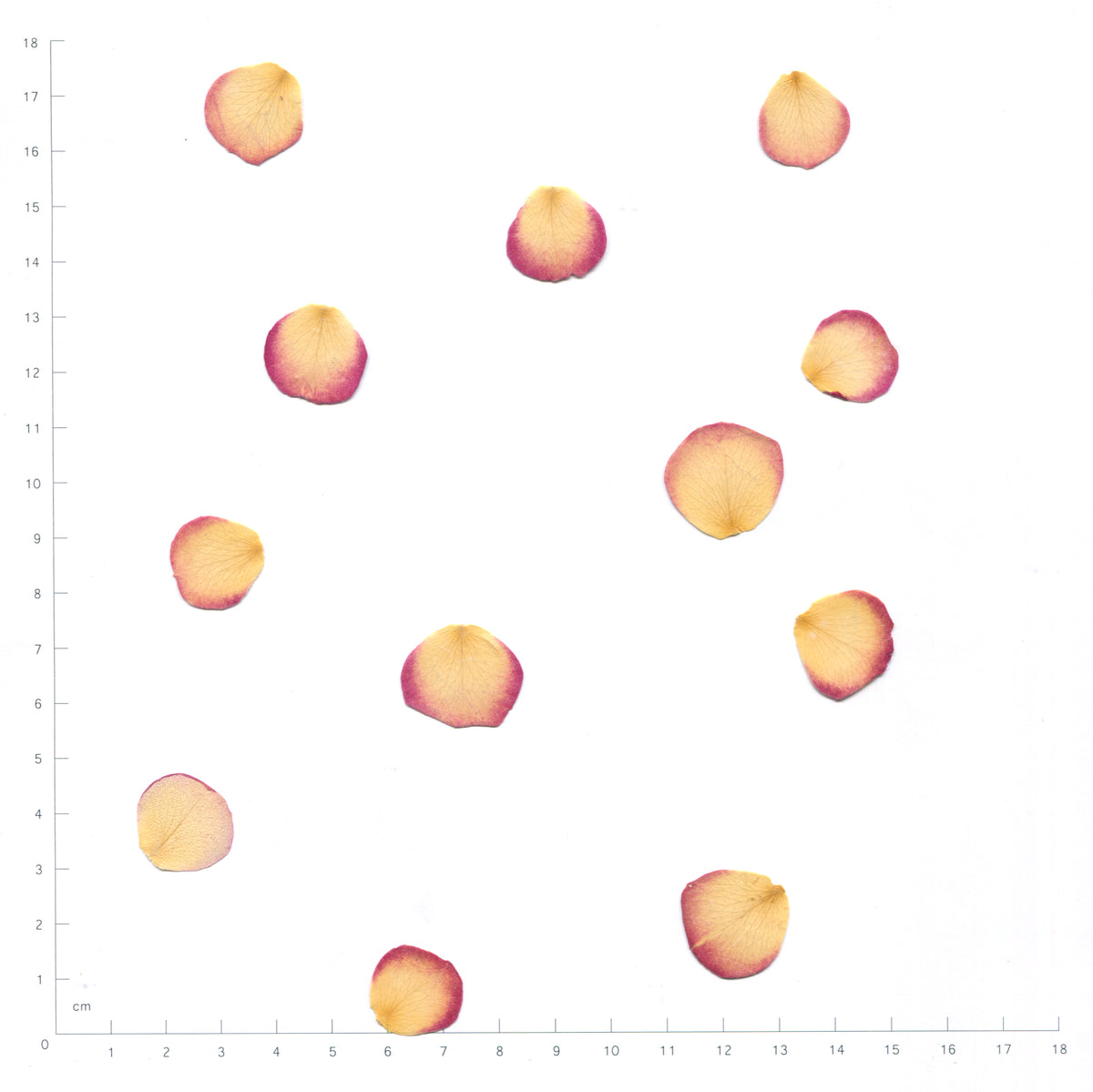 Pressed Mini Rose Petals — Natural Yellow with Pink Edges