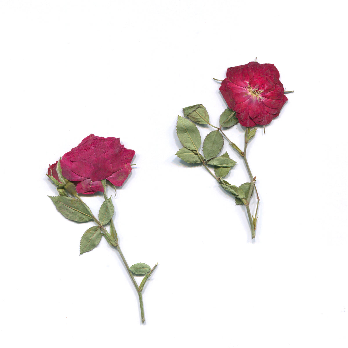 Pressed Mini Roses with Stems — Open Blooms