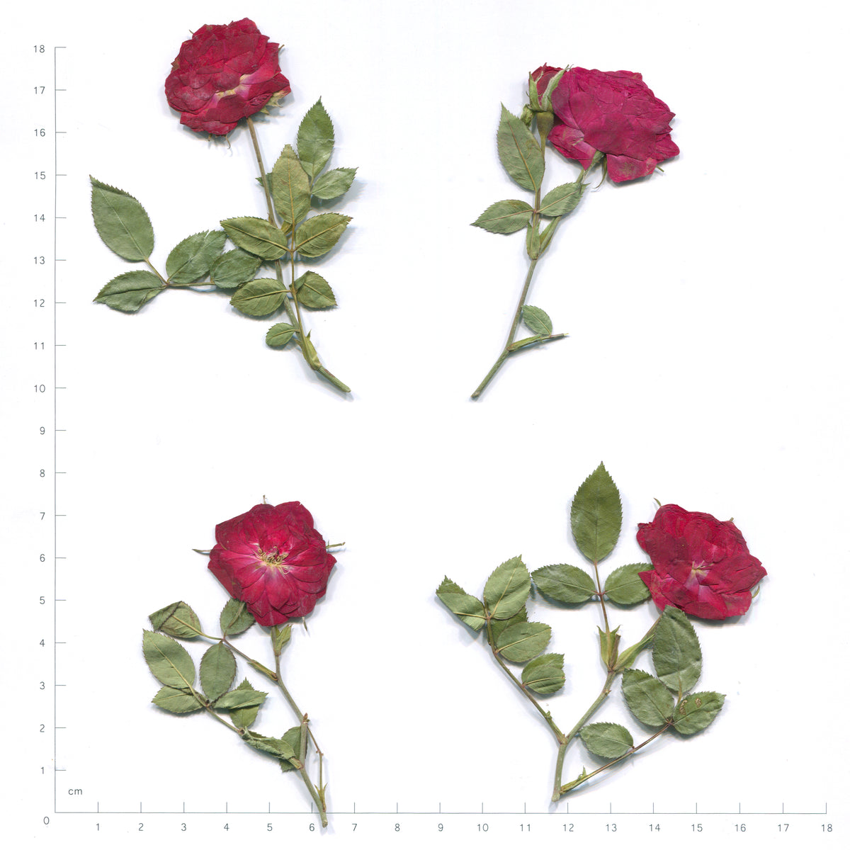 Pressed Mini Roses with Stems — Open Blooms