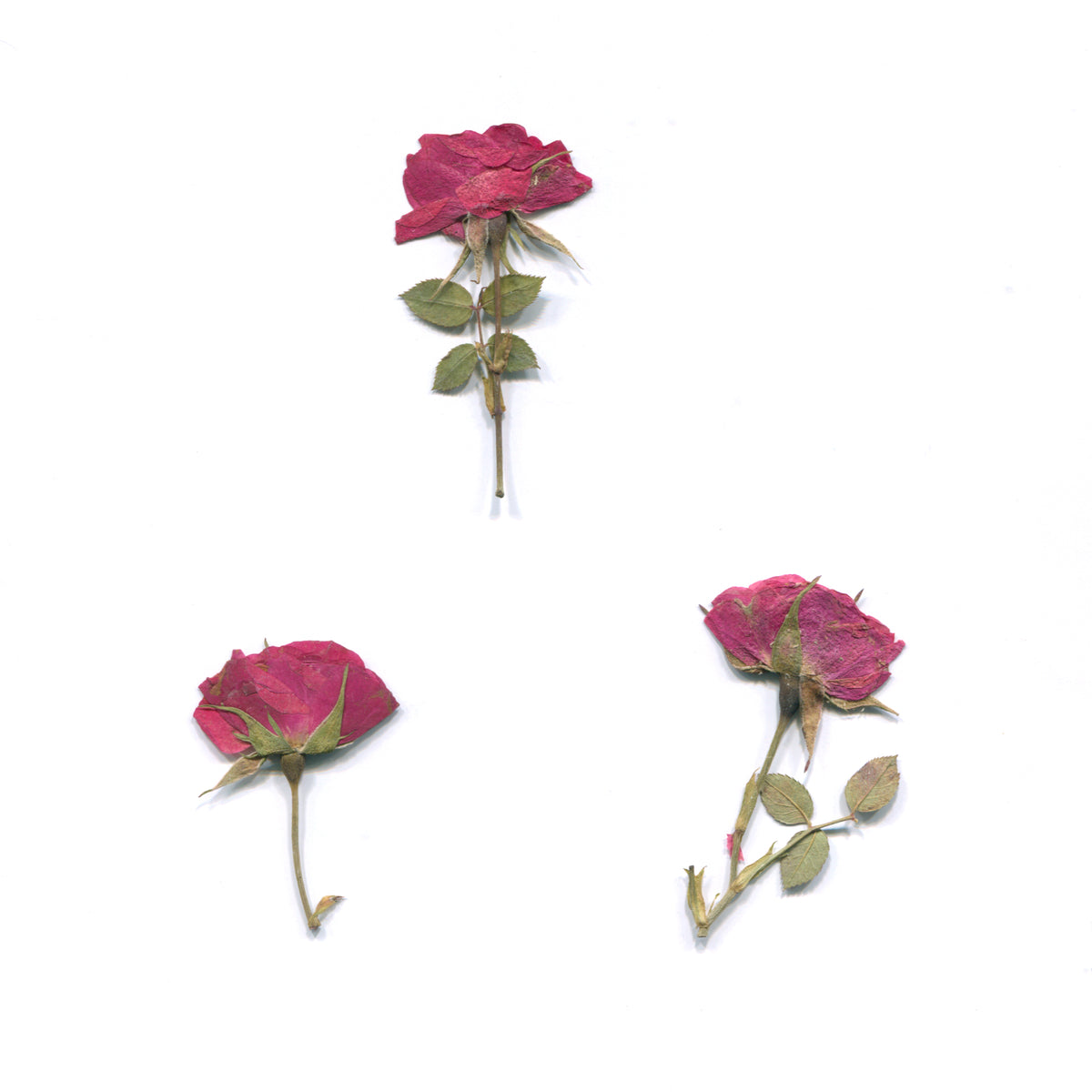 Pressed mini rose stems from the xing&xi material collection