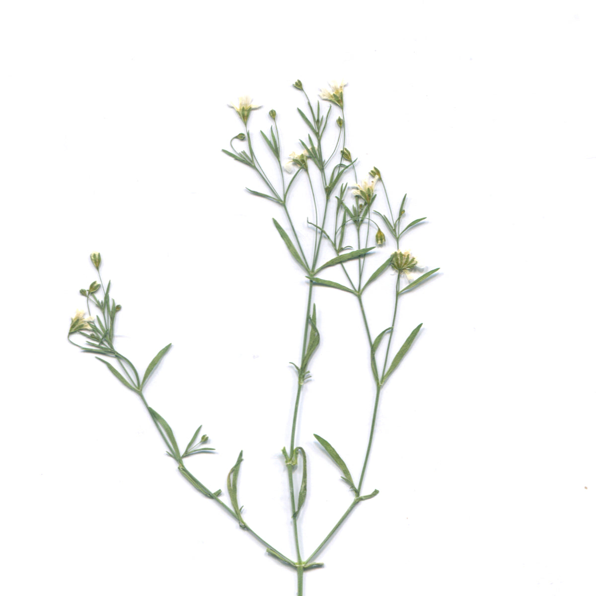 Pressed baby's breath flowering sprigs with leaves