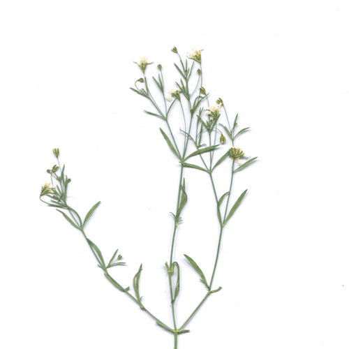 Pressed baby's breath flowering sprigs with leaves