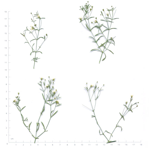 Pressed baby's breath flowering sprigs with leaves