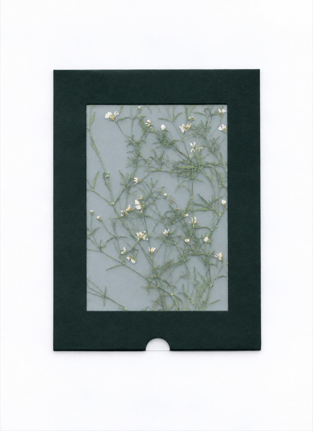 Pressed Flower Baby's Breath — packaging