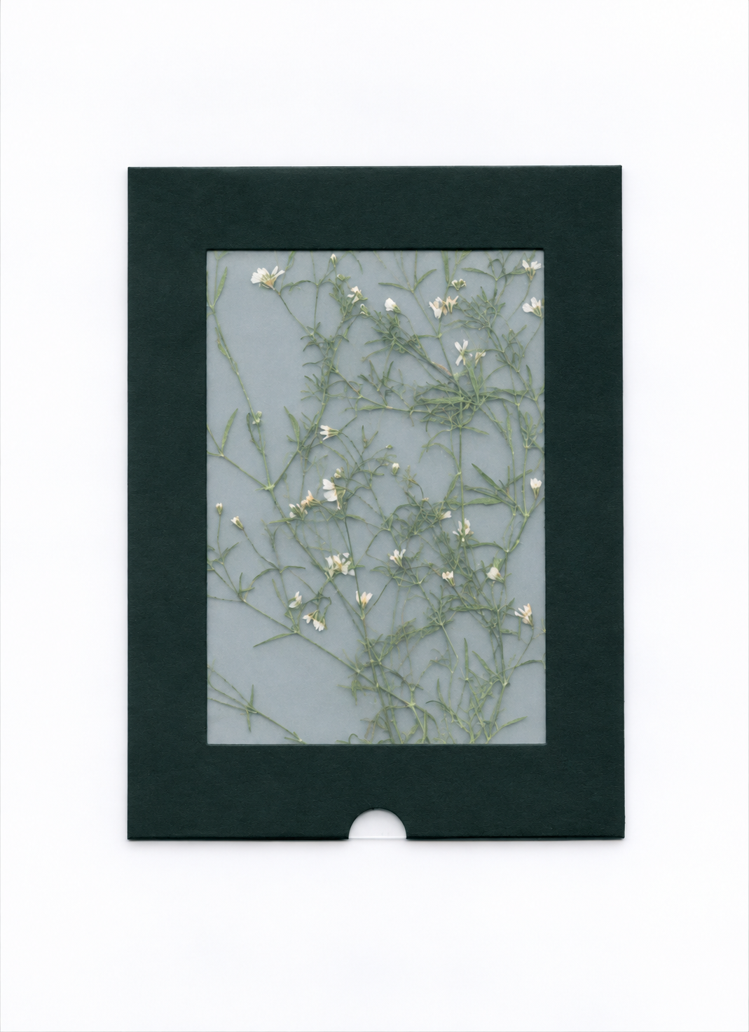 Pressed Flower Baby's Breath — packaging