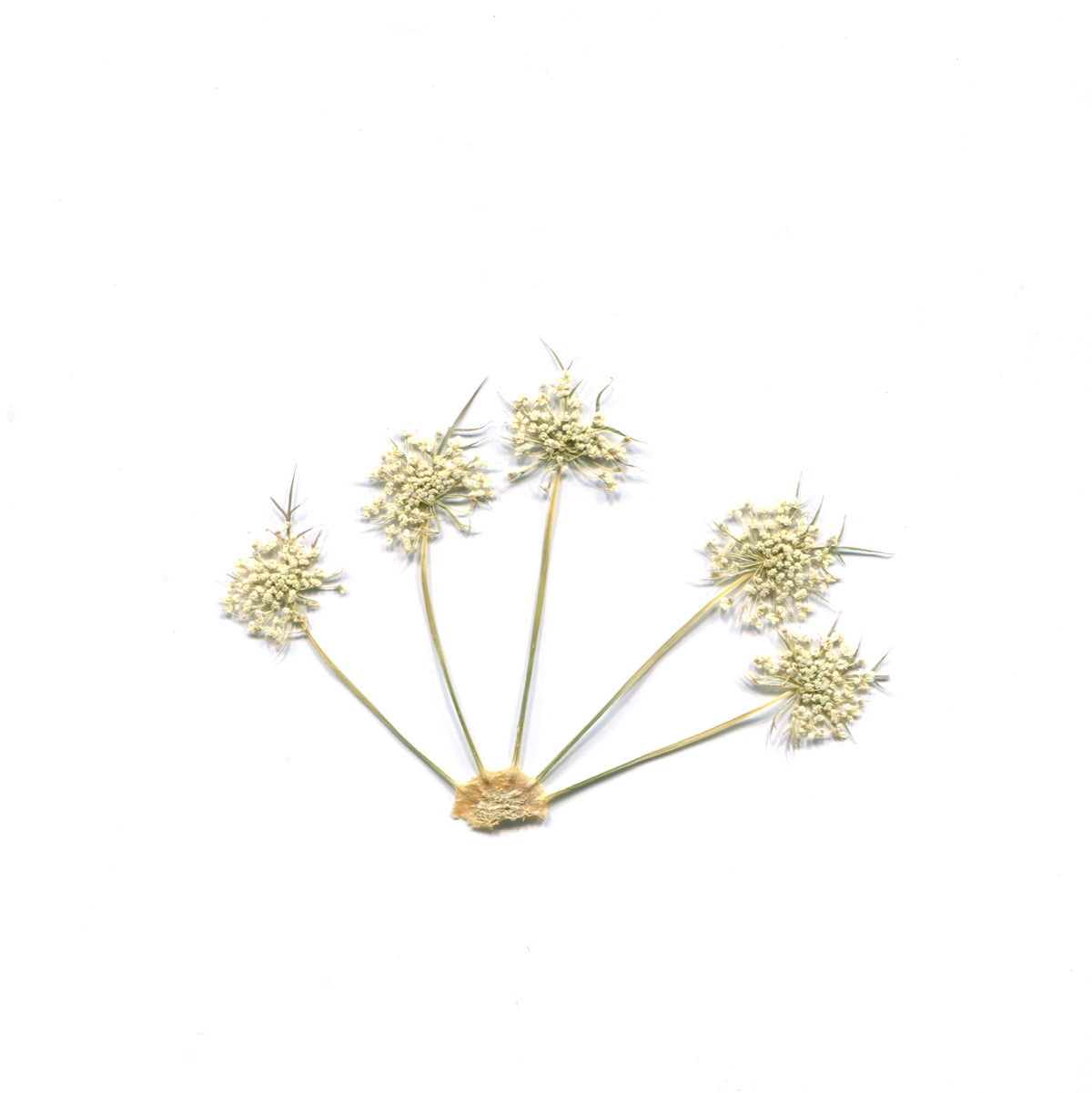 Pressed Queen Anne's Lace — Flower Clusters