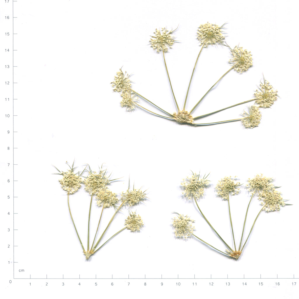 Pressed Queen Anne's Lace — Flower Clusters