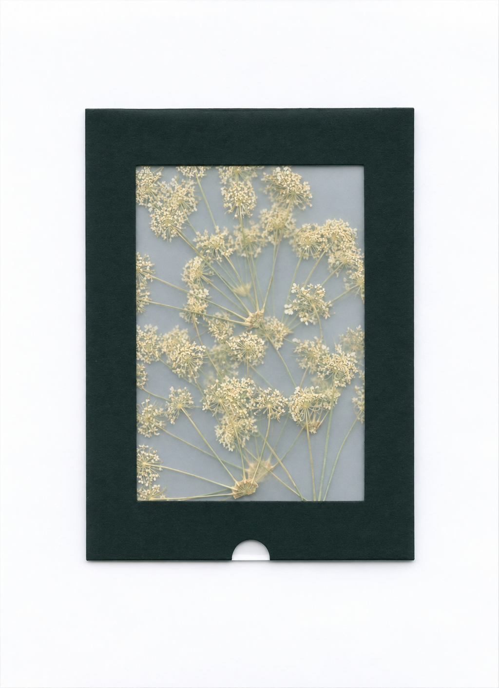 Pressed Flower Queen Anne's Lace — packaging