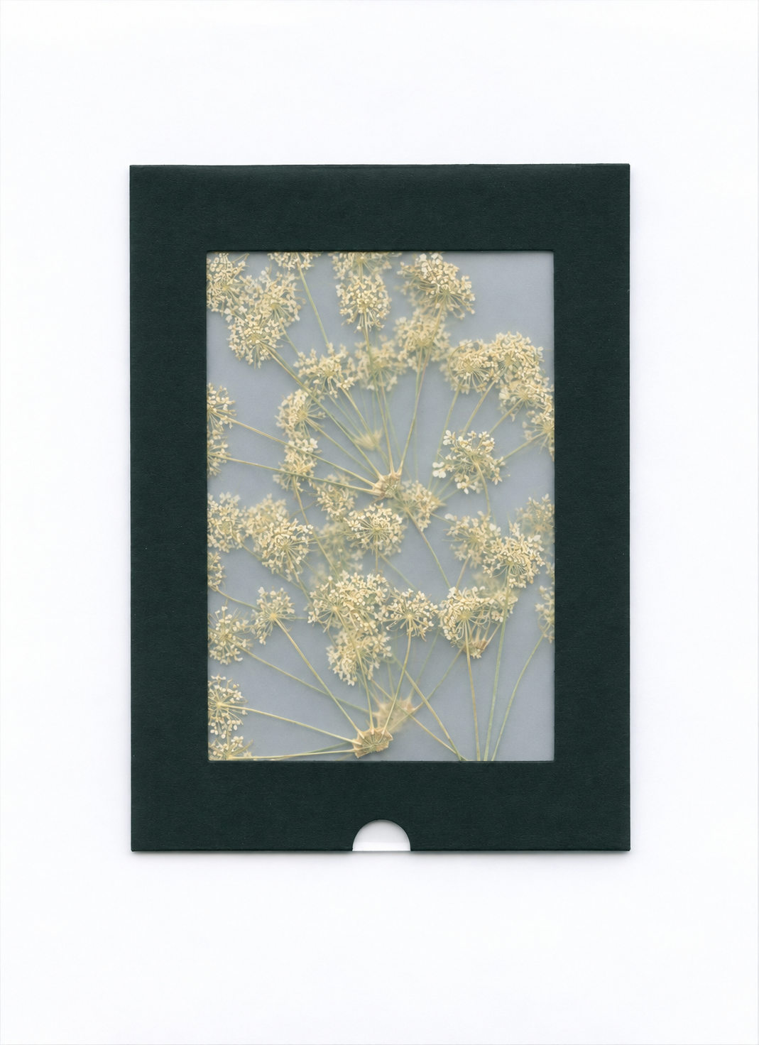 Pressed Flower Queen Anne's Lace — packaging