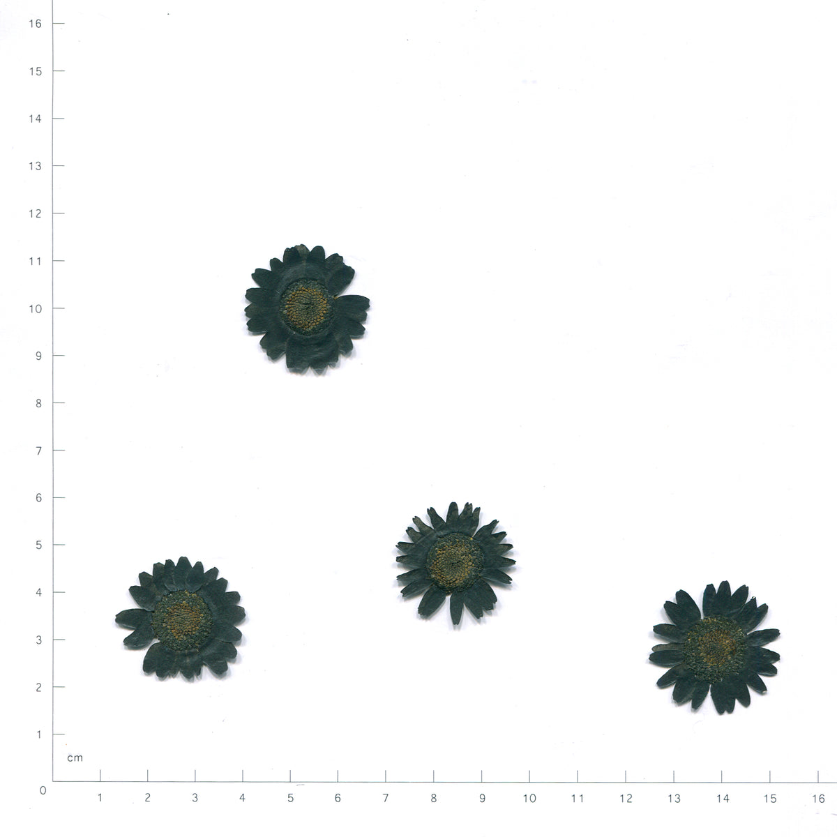 Pressed daisy flower heads — Black