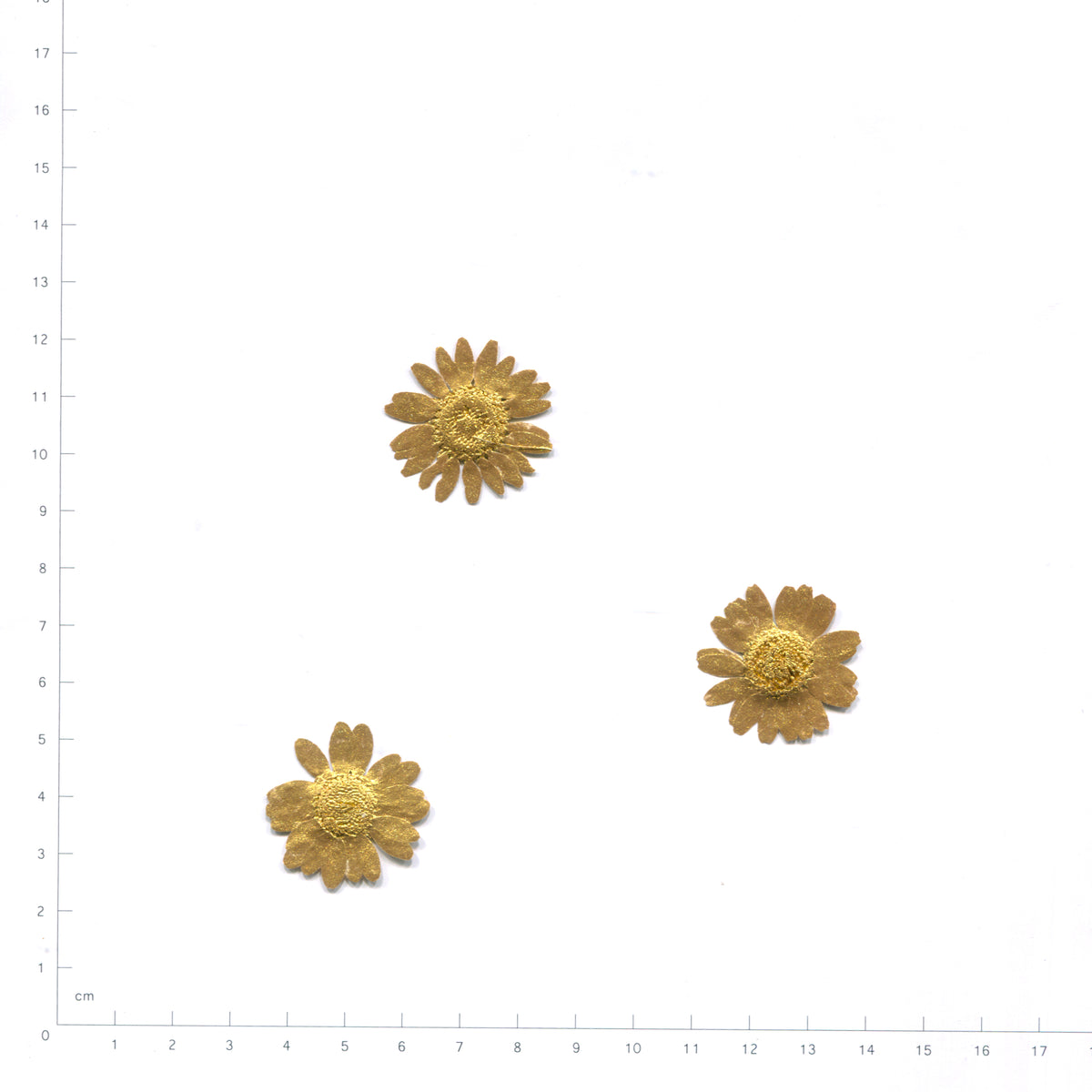 Pressed daisy flower heads — Gold