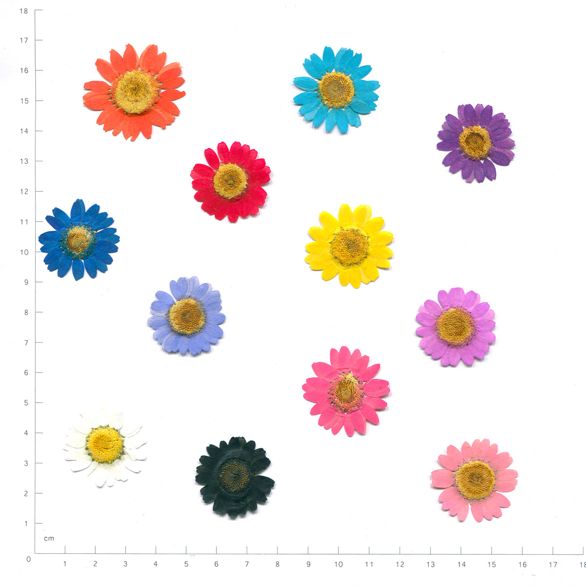 Pressed daisy flower heads — color overview