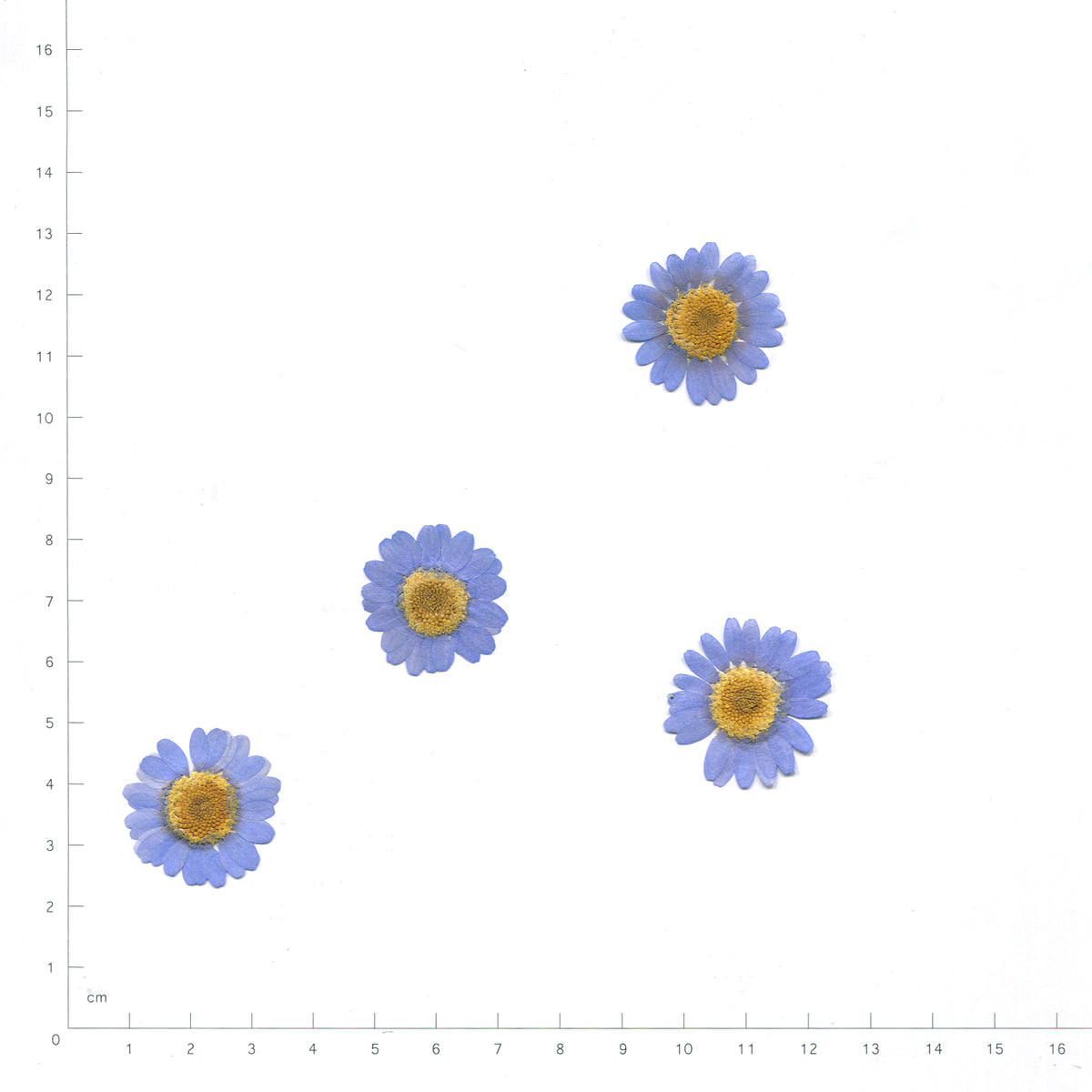 Blue pressed daisy flower heads