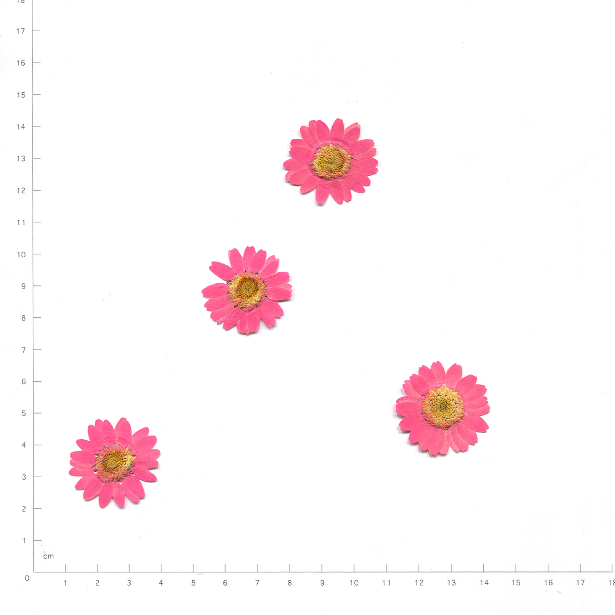 Pink pressed daisy flower heads