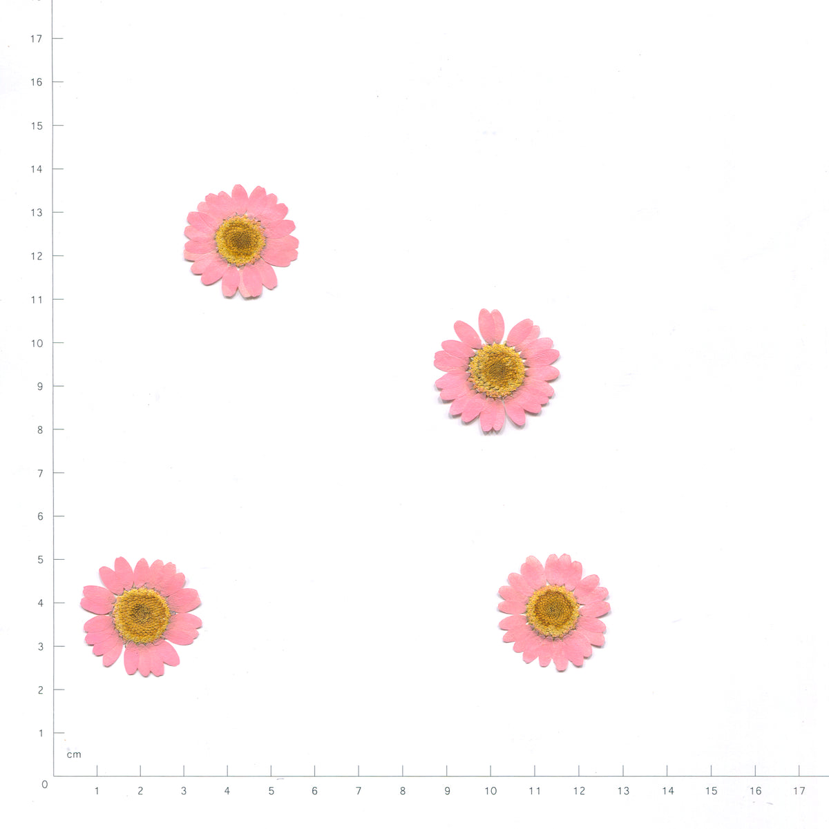 Pressed daisy flower heads — Light Pink