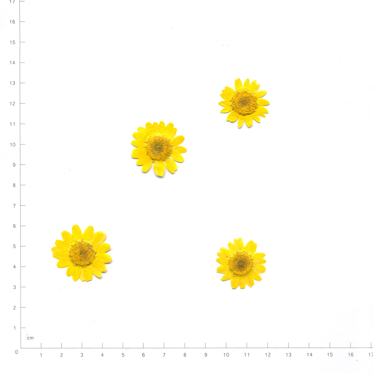 Pressed daisy flower heads — Yellow