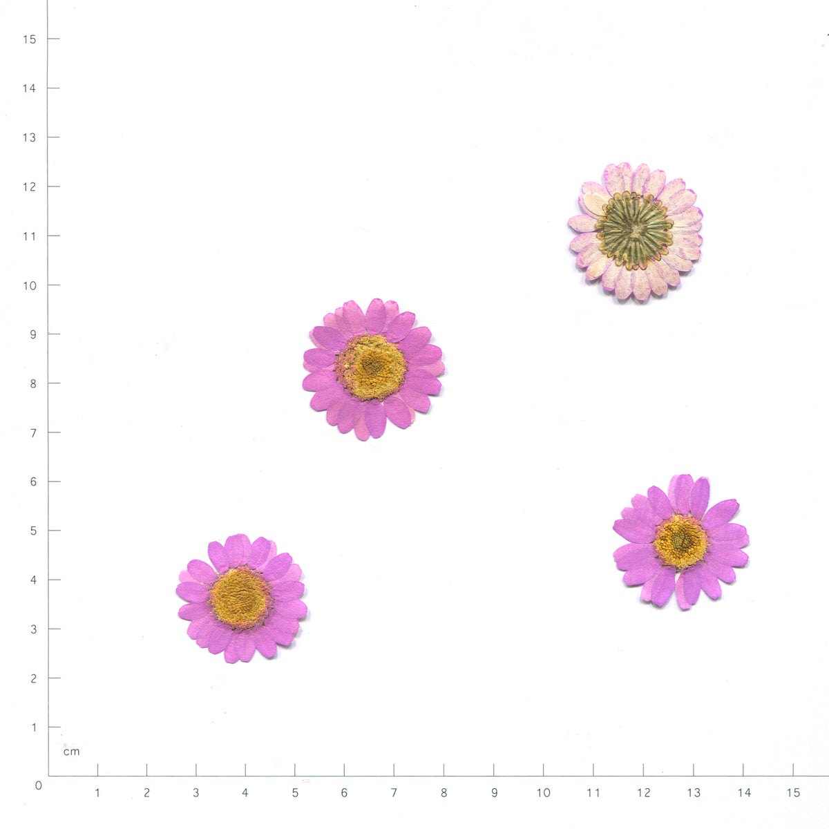 Pressed daisy flower heads — Light Purple